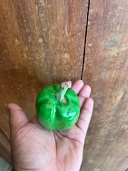 Wooden Capsicum