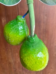 Wooden Lemons